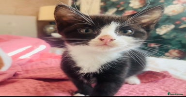 Mixed Breed cats - Advert 15