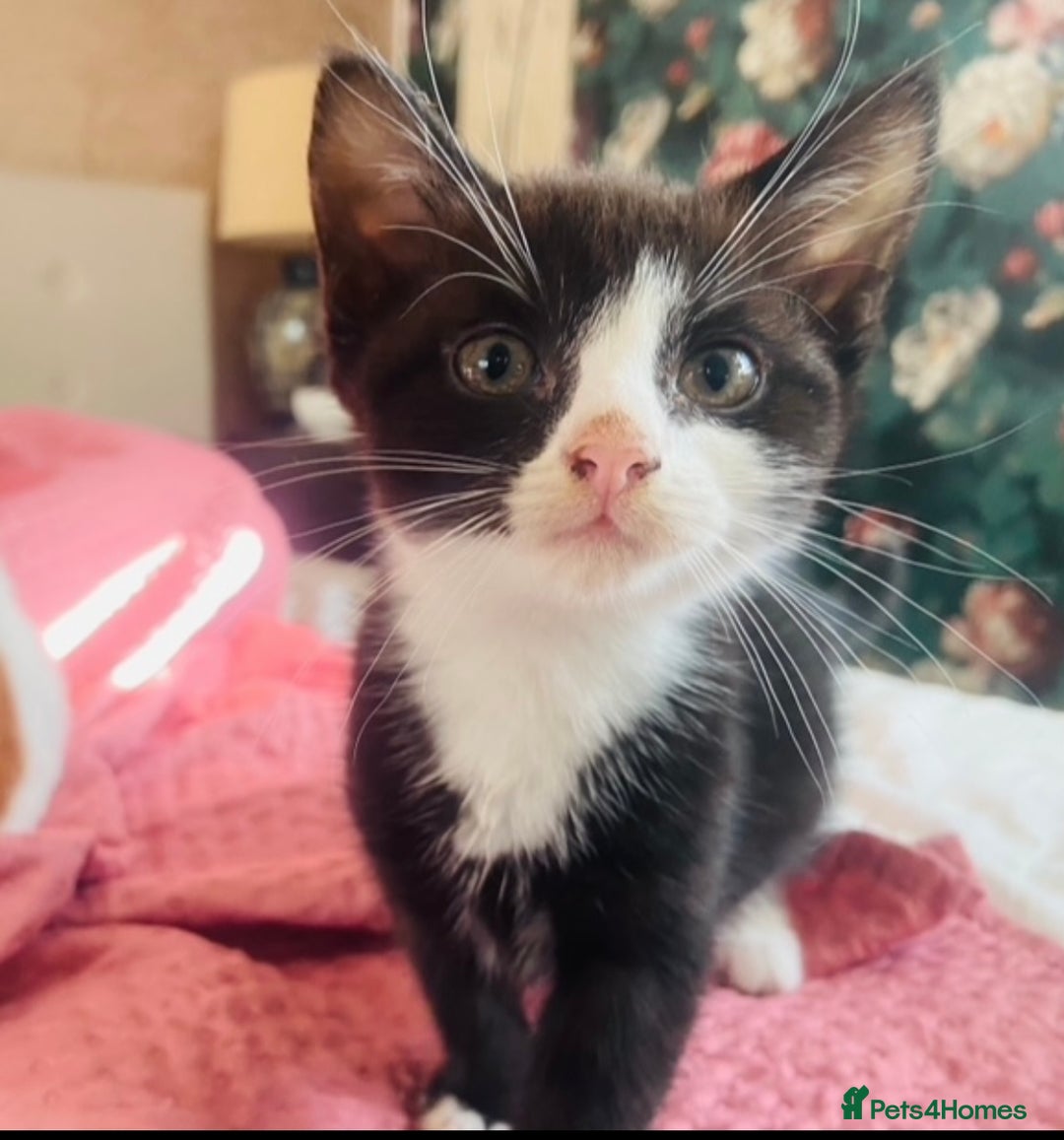 Mixed Breed cats for sale: Adorable kittens for sale - Image 3