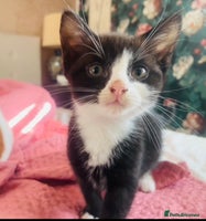 Mixed Breed cats - Advert 3
