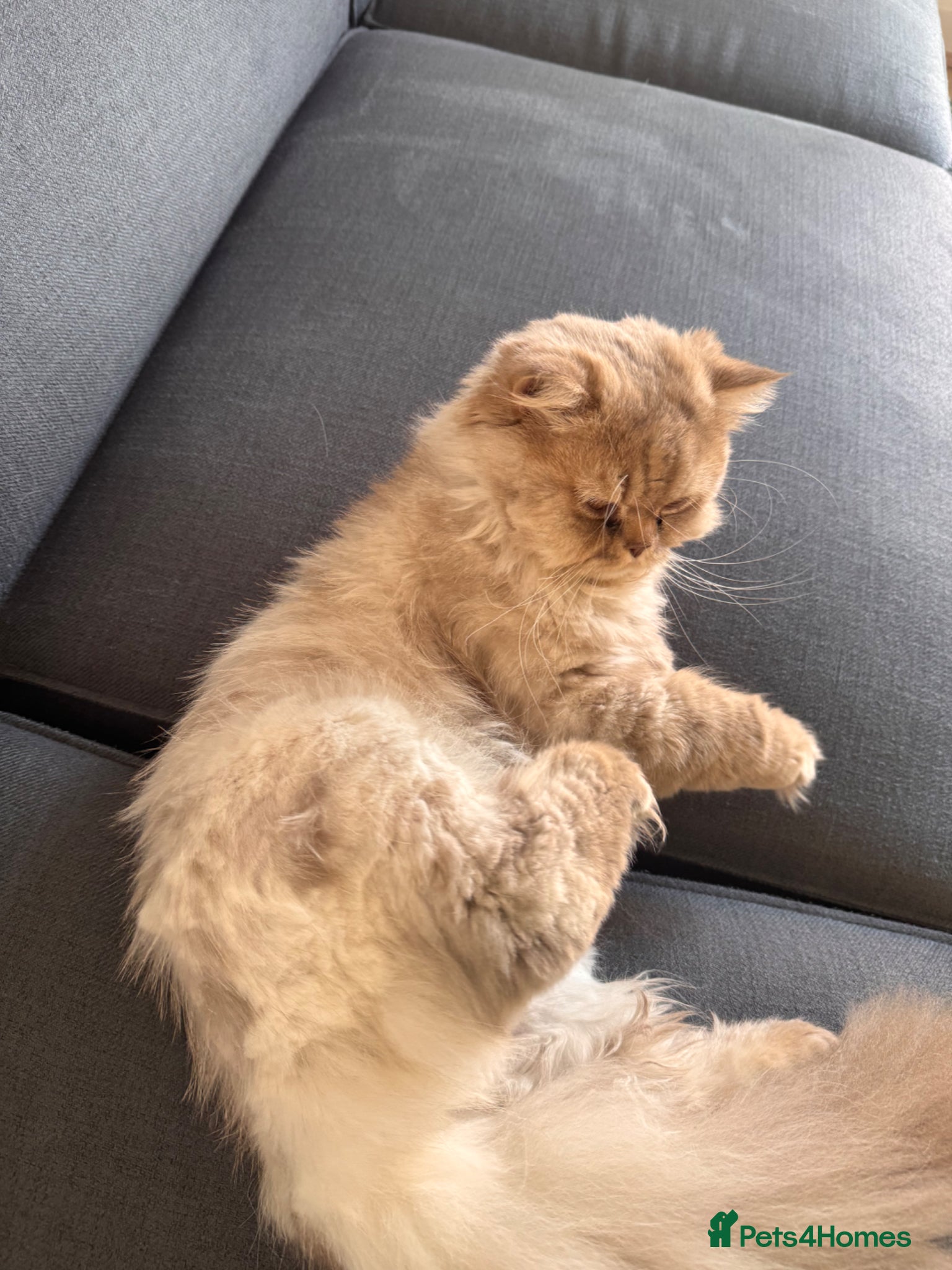 British Longhair cats Soft grey British longhair male extra fluffy - Advert 5