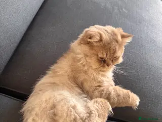 British Longhair cats Soft grey British longhair male extra fluffy - Advert 1