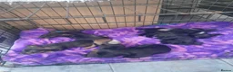 Dachshund dogs for sale: Wire haired daschound teckles - Advert 1