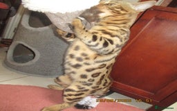 Bengal cats for sale: pedigree male bengals - Image 18