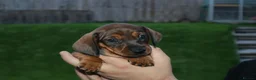 Dachshund dogs for sale: 7 dachshund pups for sale in Bradford - Advert 25