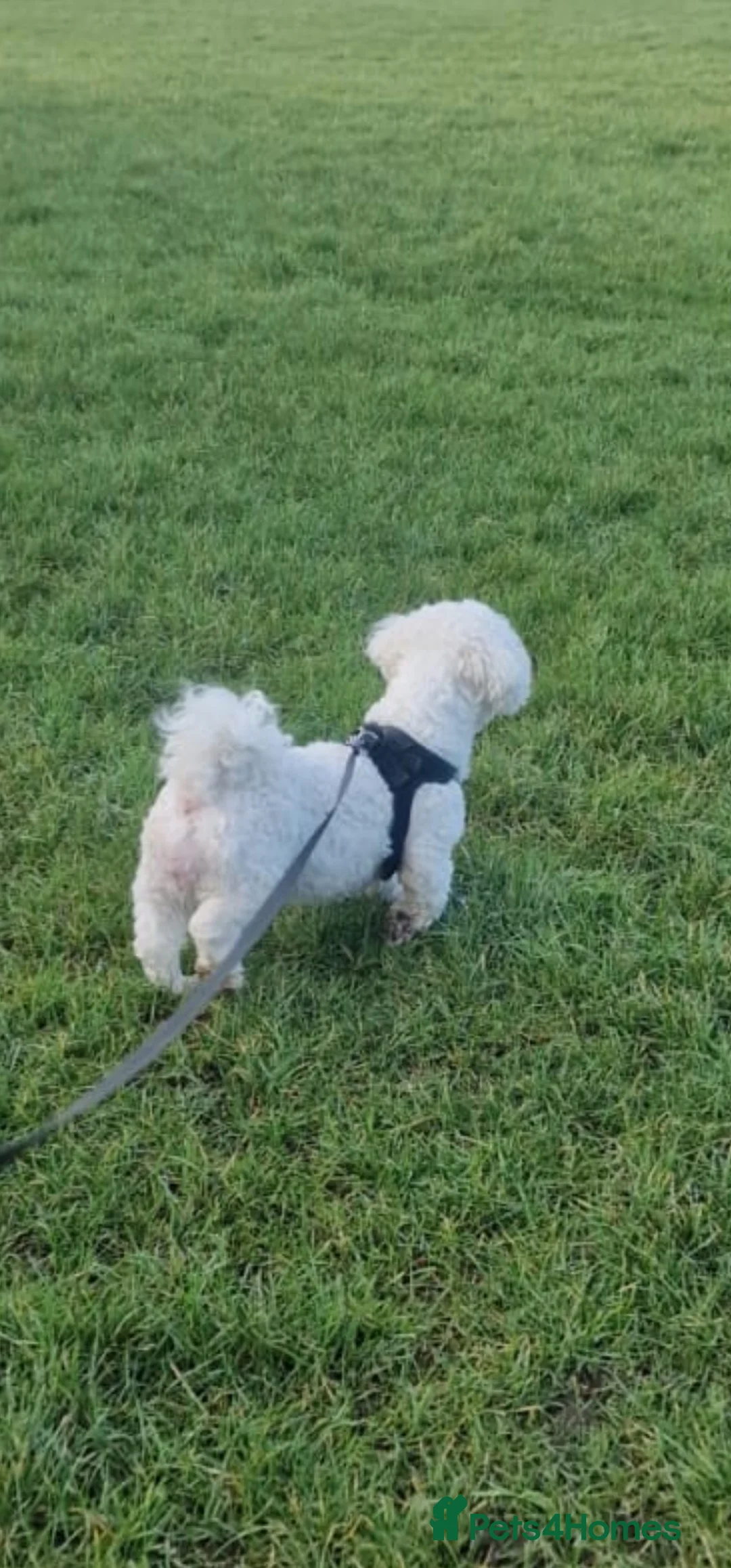 Bichon Frise dogs for stud: Bella - Advert 2