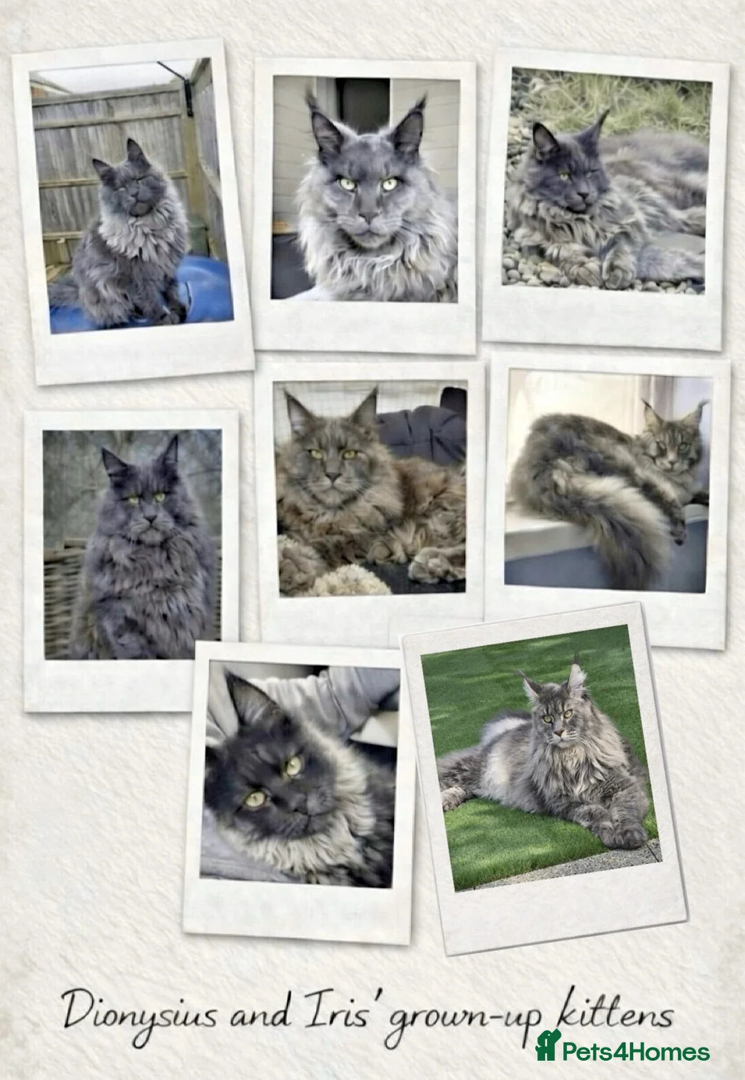 Maine Coon cats for sale: Pedigree GCCF registered Maine Coon kittens  - Advert 20