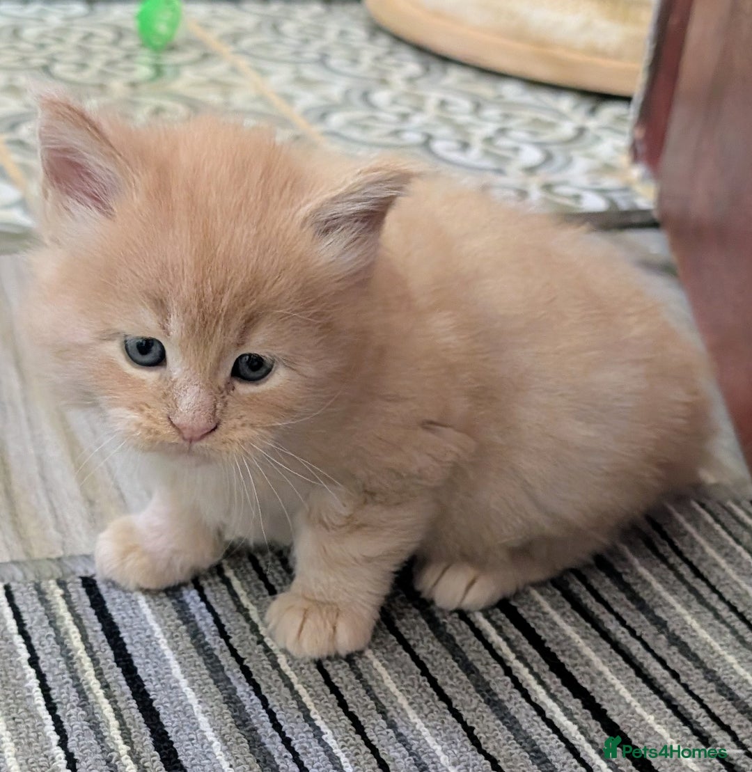 Maine Coon cats for sale: Beautiful Tica Registered Maine Coon Kittens  - Advert 33