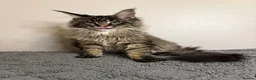 Maine Coon cats for sale: Stunning Maine Coon kittens - Advert 2