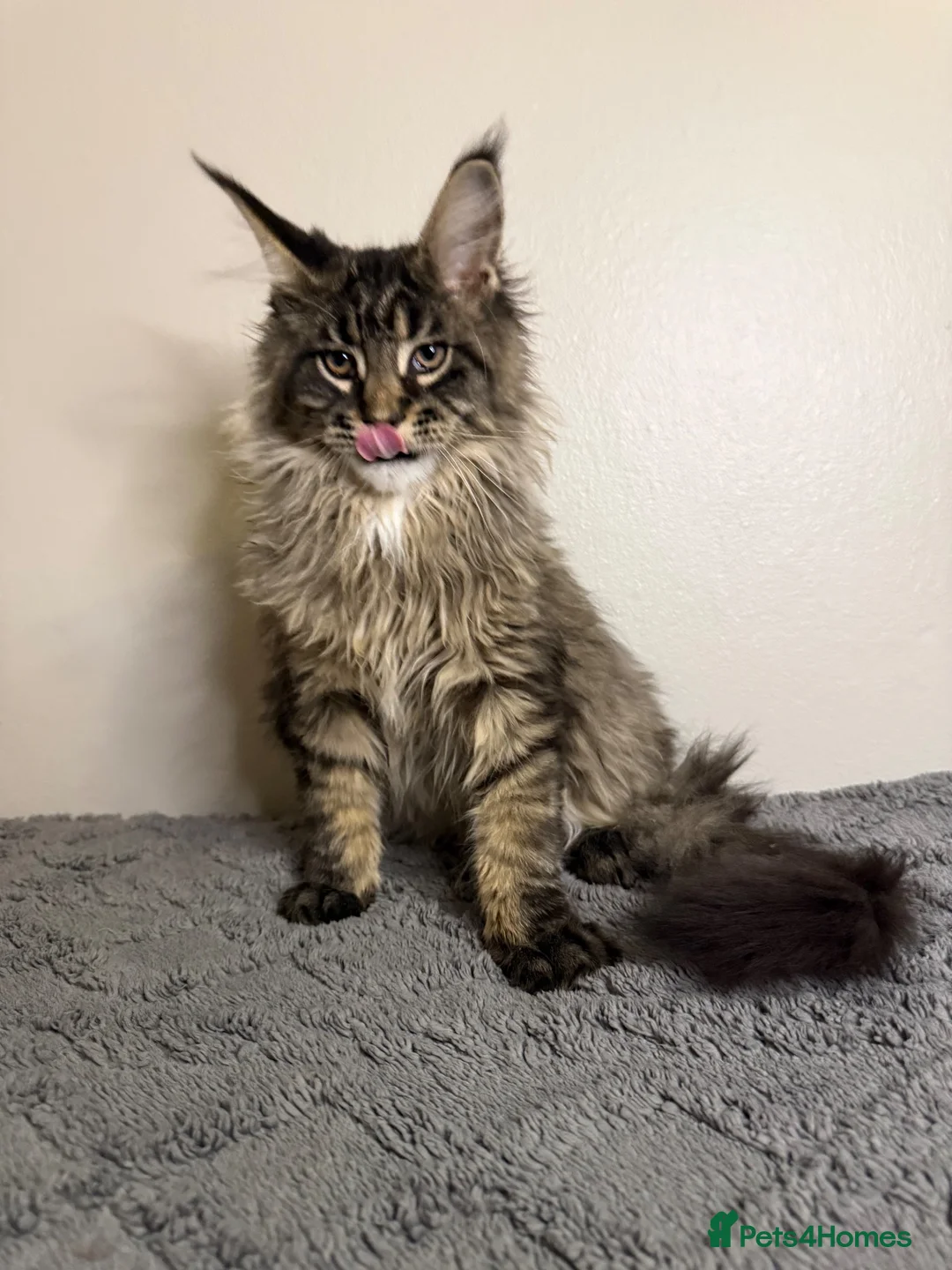 Maine Coon cats for sale: Stunning Maine Coon kittens - Advert 2