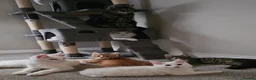 Mixed Breed cats for sale: Maine coon x kittens in Southend-on-Sea - Advert 15
