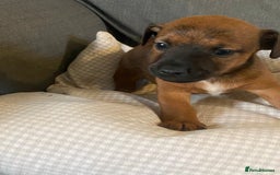 Jack Russell dogs for sale: Stunning Jack Russell Puppies - Advert 15