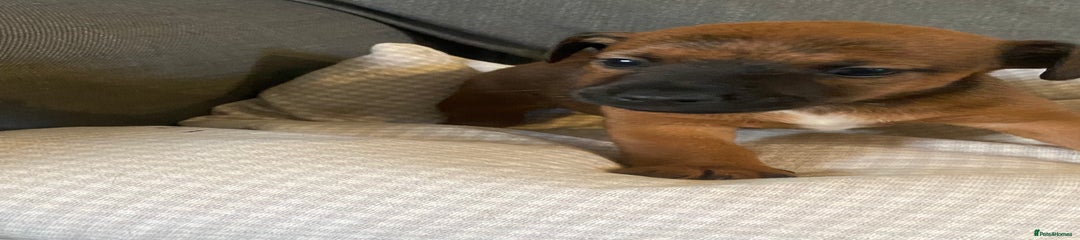 Jack Russell Puppy 6