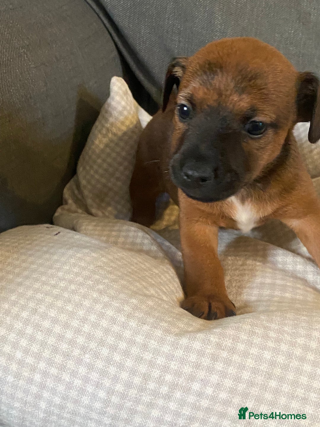 Jack Russell dogs for sale: Stunning Jack Russell Puppies - Advert 15