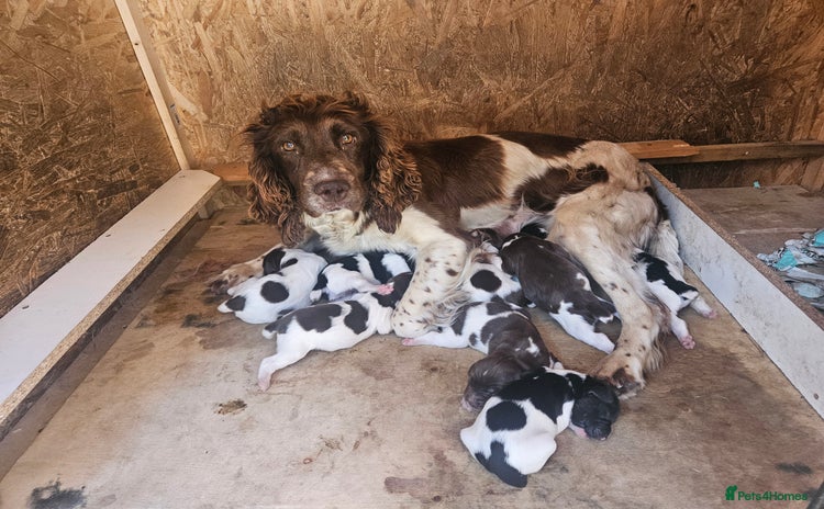 English Springer Spaniel dogs - Advert 2