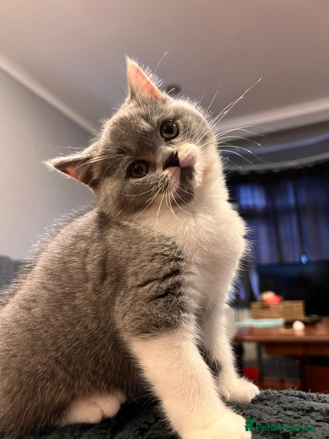 British Shorthair cats for sale: GCCF Registered Championship Line BSH Kittens - Advert 32