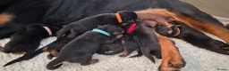 Rottweiler dogs for sale: Viewing now. Kc reg, health tested parents - Advert 12
