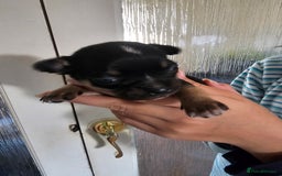 Chihuahua dogs for sale: 4 baby boy chiuaua  - Image 8