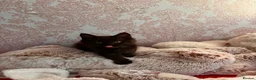 Maine Coon cats for sale: ✨ Last Remaining Black Smoke Maine Coon Kitten - Advert 8