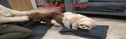Maltipoo dogs for sale: Beautiful tiny Maltipoo puppies 🐶 - Advert 13