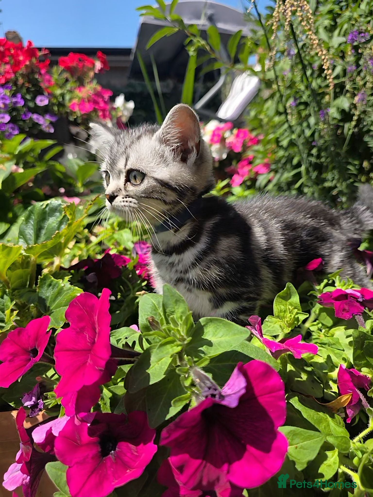 British Shorthair cats Silver Tabby Kittens, Rare GCCF Show Quality.  - Advert 2