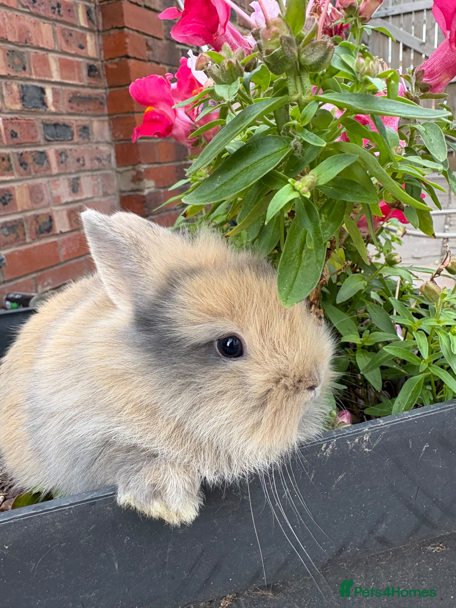 Lionhead rabbits for sale: Dwarf Lionhead Bunnies in Macclesfield - Advert 7