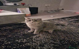 British Shorthair cats for sale: British Shorthair x Ragdoll Cat for Rehoming  - Image 1