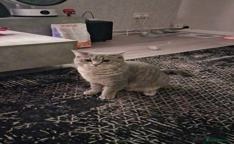 British Shorthair cats - Advert 1
