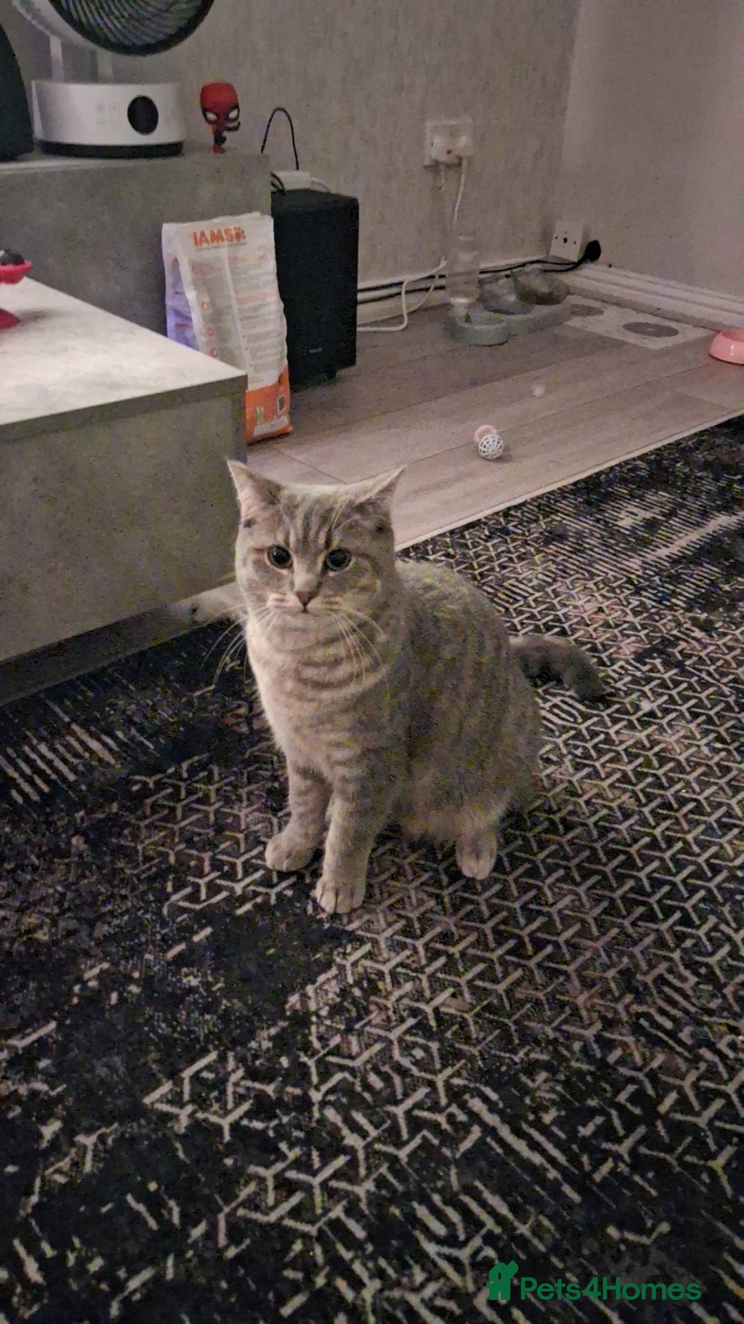 British Shorthair cats for sale: British Shorthair x Ragdoll Cat for Rehoming  - Image 1