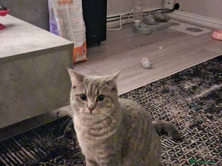 British Shorthair cats - Advert 18