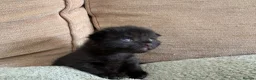 British Shorthair cats for sale: Black Kittens in Waterlooville - Advert 3