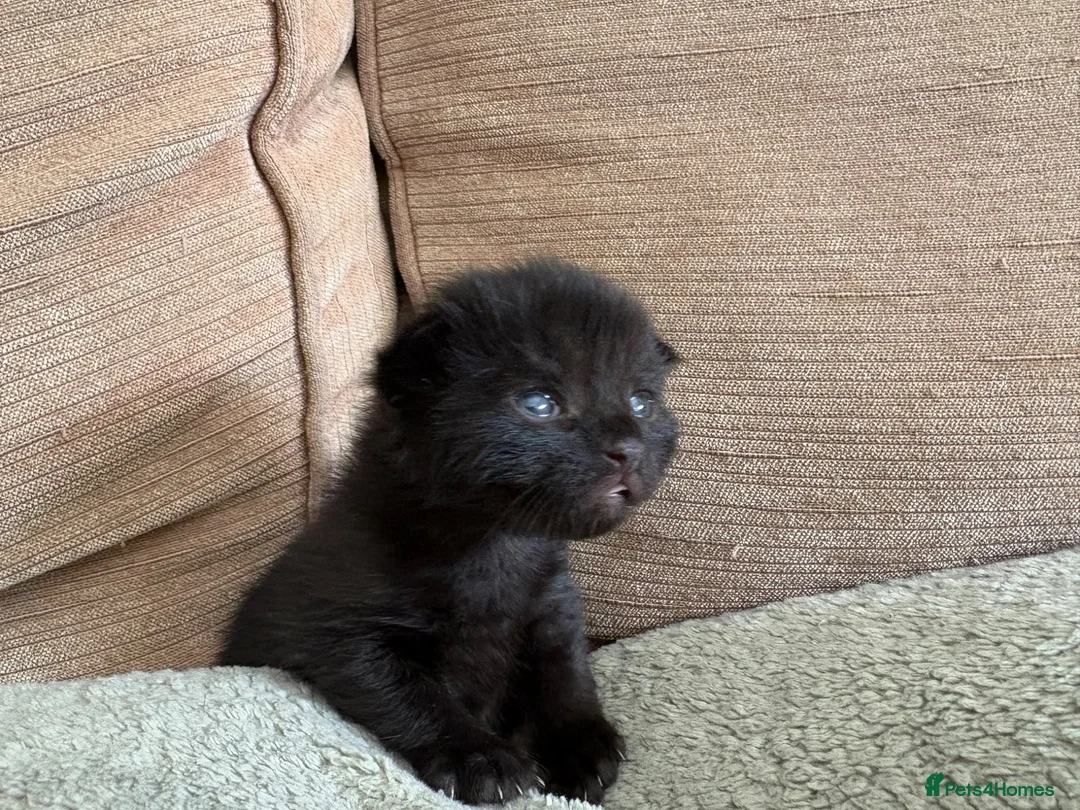 British Shorthair cats for sale: Black Kittens in Waterlooville - Advert 3