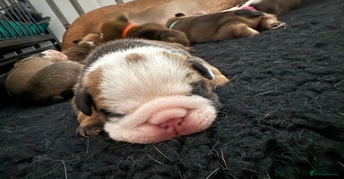 English Bulldog dogs - Advert 10