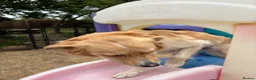Mixed Breed dogs for sale: Magnificent blonde wolf dog puppies golden sarloos - Advert 15
