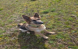 German Shepherd dogs for sale: Ready to leave  german shepherd puppy  - Image 9