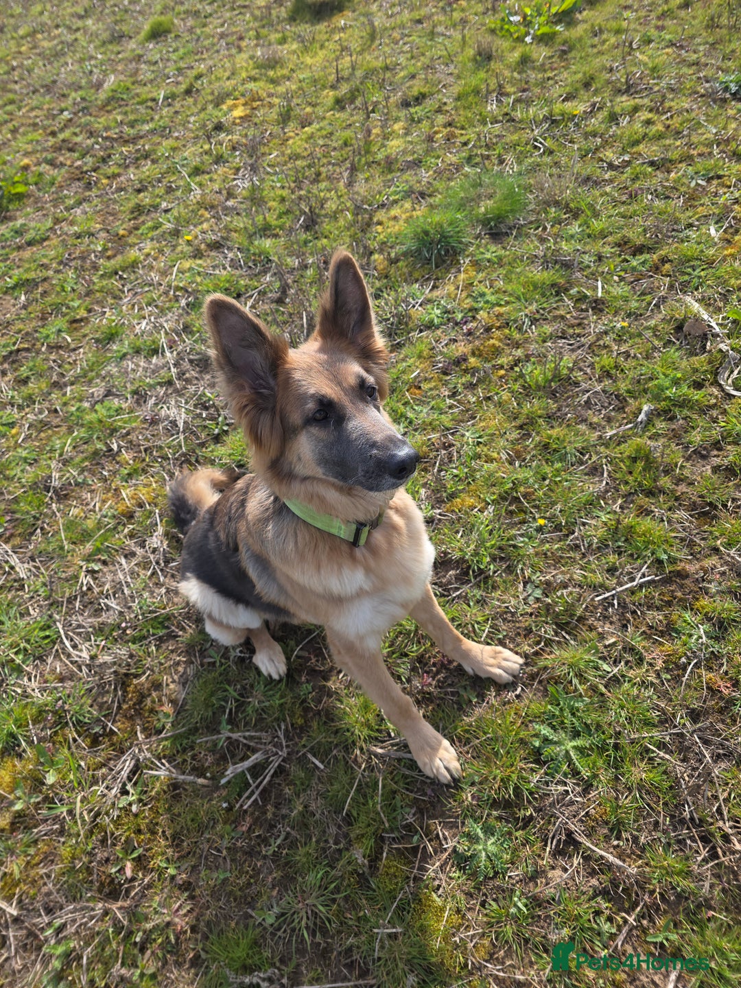 German Shepherd dogs for sale: Ready to leave  german shepherd puppy  - Image 9