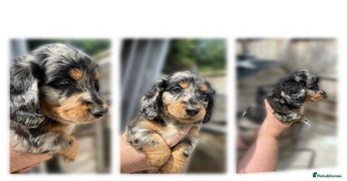 Dachshund dogs - Advert 8