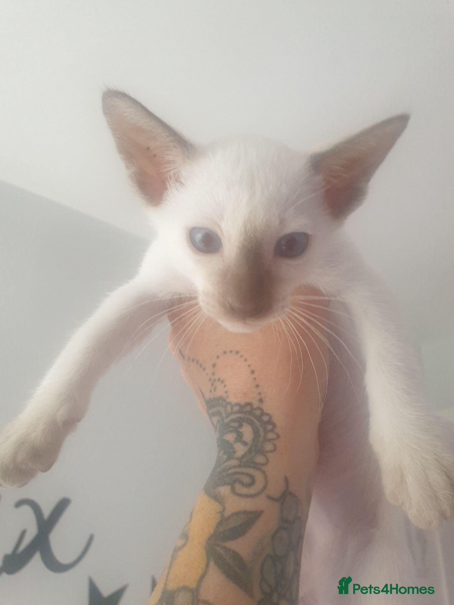 Siamese cats 1x male kitten last one looking for forever home. - Advert 17