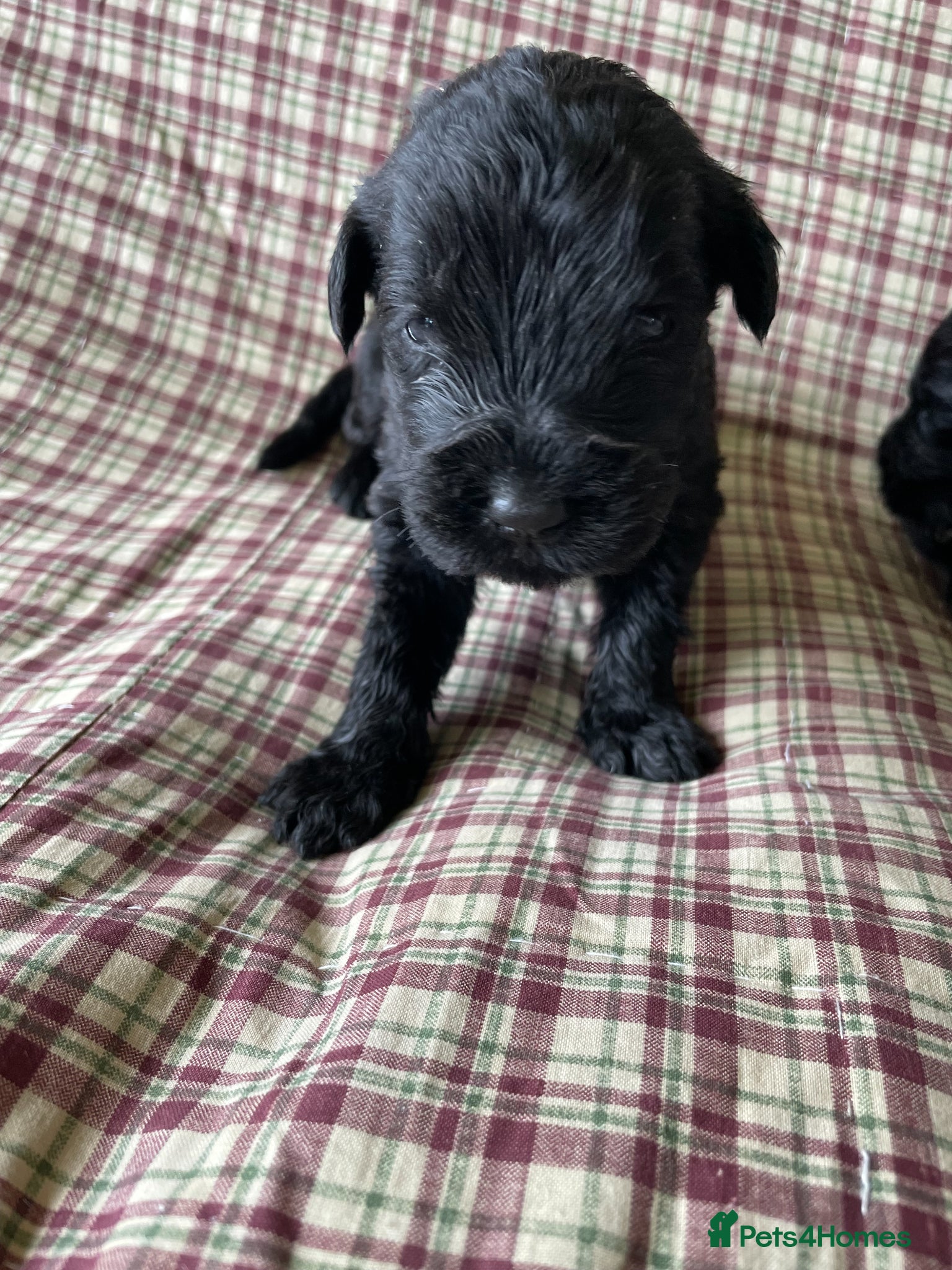 Russian Black Terrier dogs Russian Black Terrier Pups for Sale - Advert 2