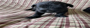 Russian Black Terrier Puppy 1