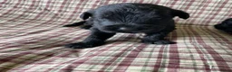Russian Black Terrier dogs for sale: Russian Black Terrier Pups for Sale - Advert 2