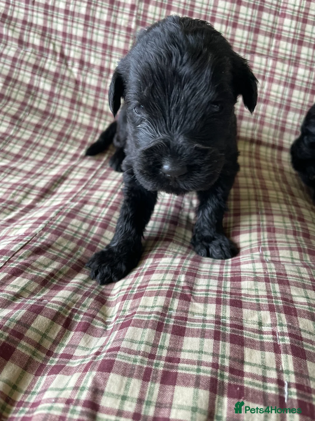 Russian Black Terrier dogs for sale: Russian Black Terrier Pups for Sale - Advert 2