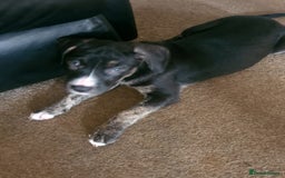 Cane Corso dogs for sale: Cane corso x - Image 7