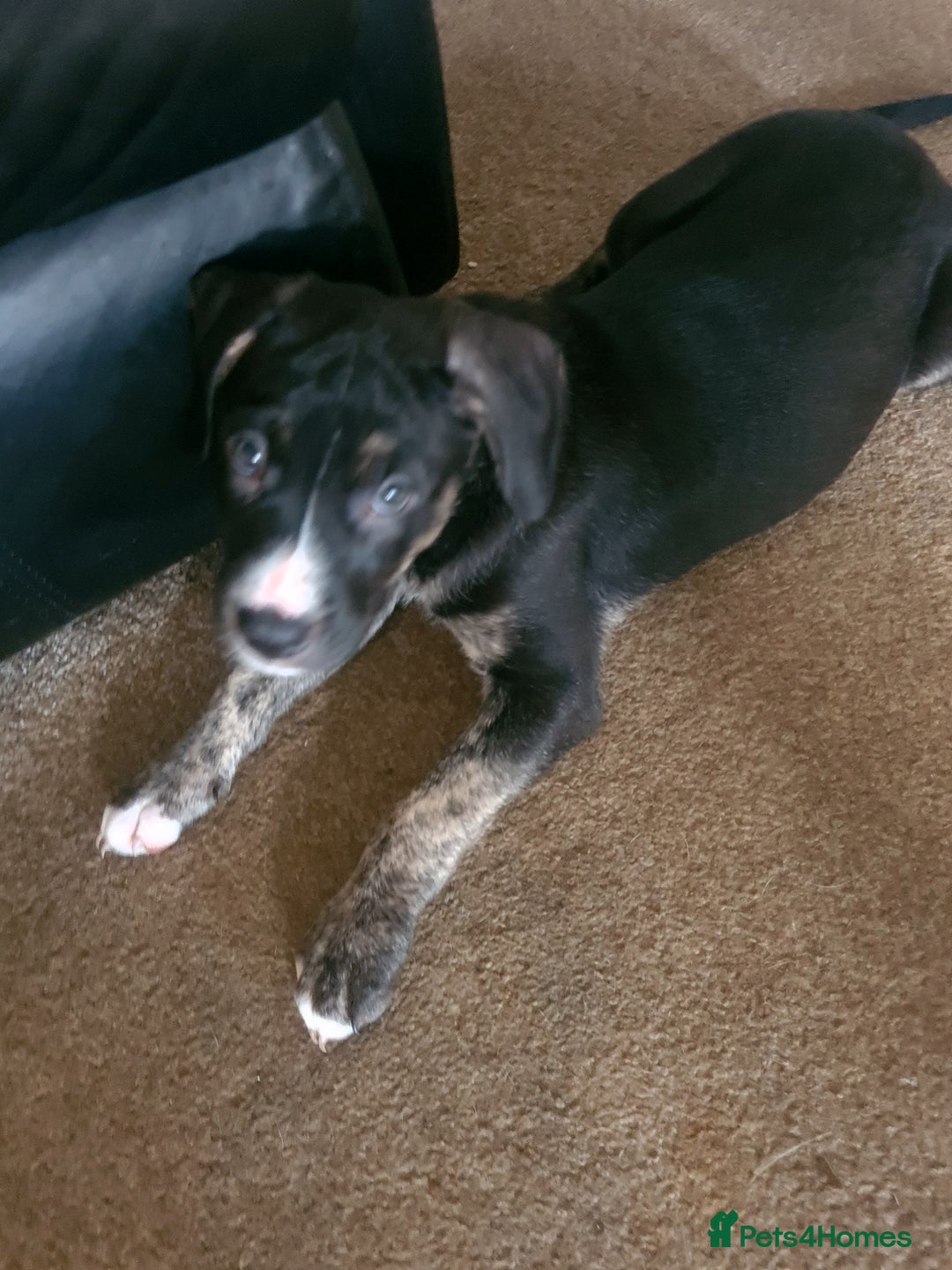 Cane Corso dogs for sale: Cane corso x - Image 7