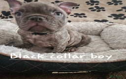 French Bulldog dogs for sale: Absolutely stunning chunky frenchbulldog puppies  - Image 1