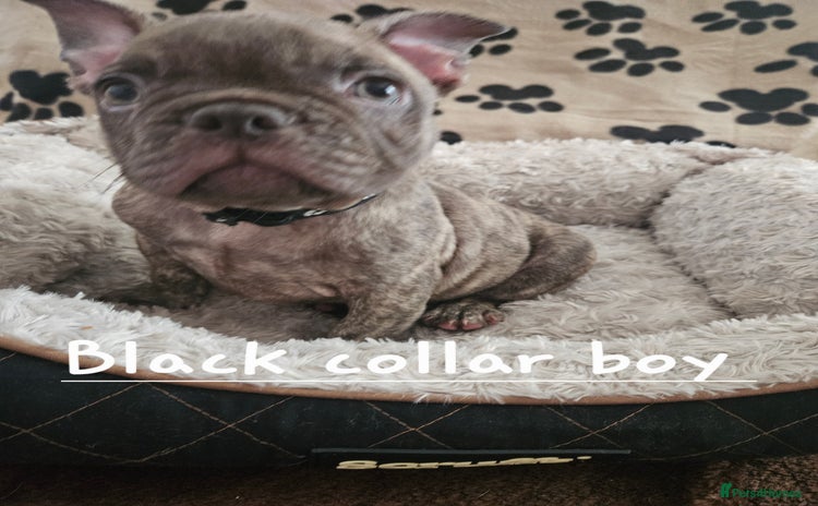 French Bulldog dogs - Advert 8