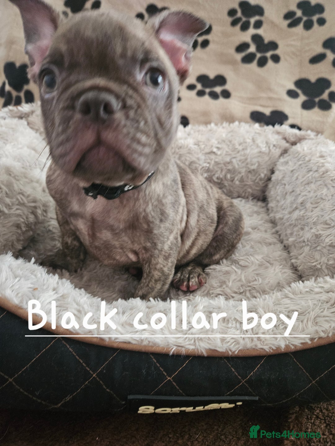 French Bulldog dogs for sale: Absolutely stunning chunky frenchbulldog puppies  - Image 1