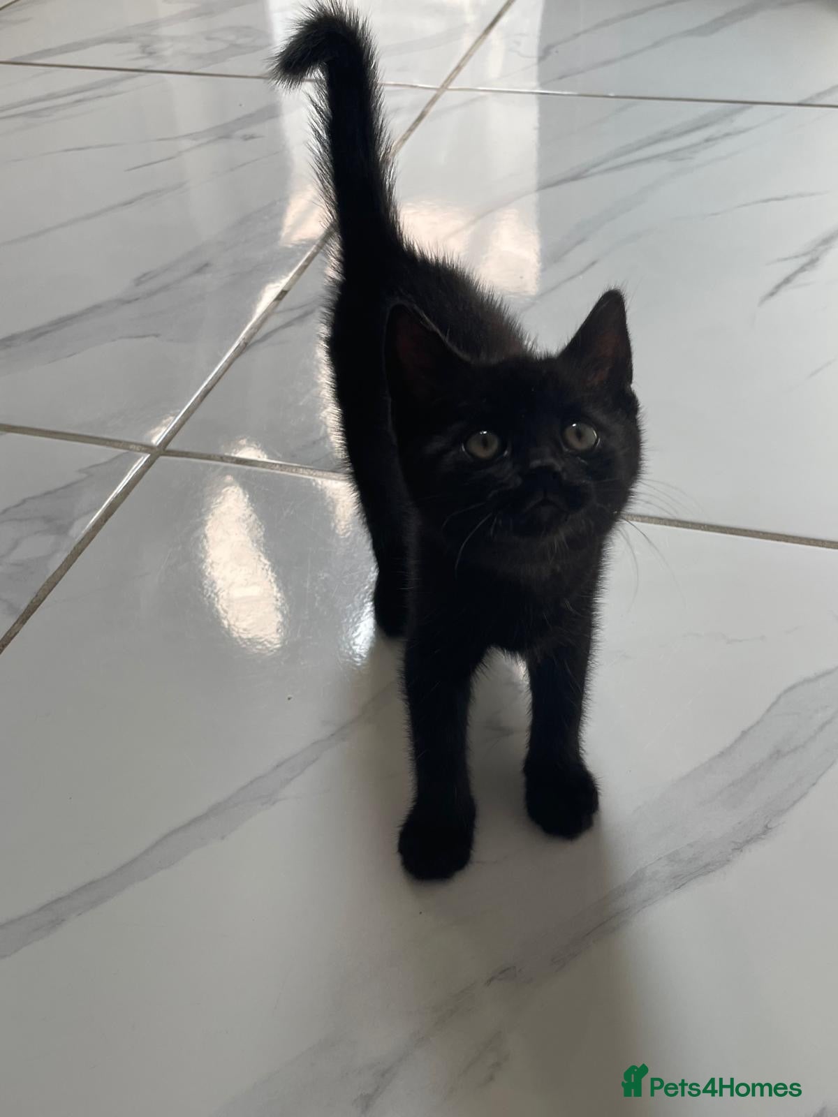 Mixed Breed cats 1 little girl left  for sale  - Advert 4