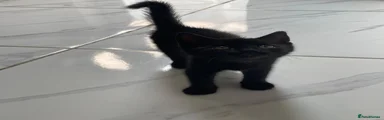 Mixed Breed Kitten 1