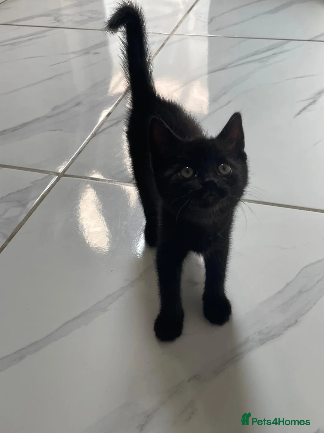 Mixed Breed cats for sale: 3 little girls for sale  - Advert 2