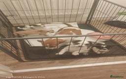 Mixed Breed dogs for sale: Brodie  - Advert 2